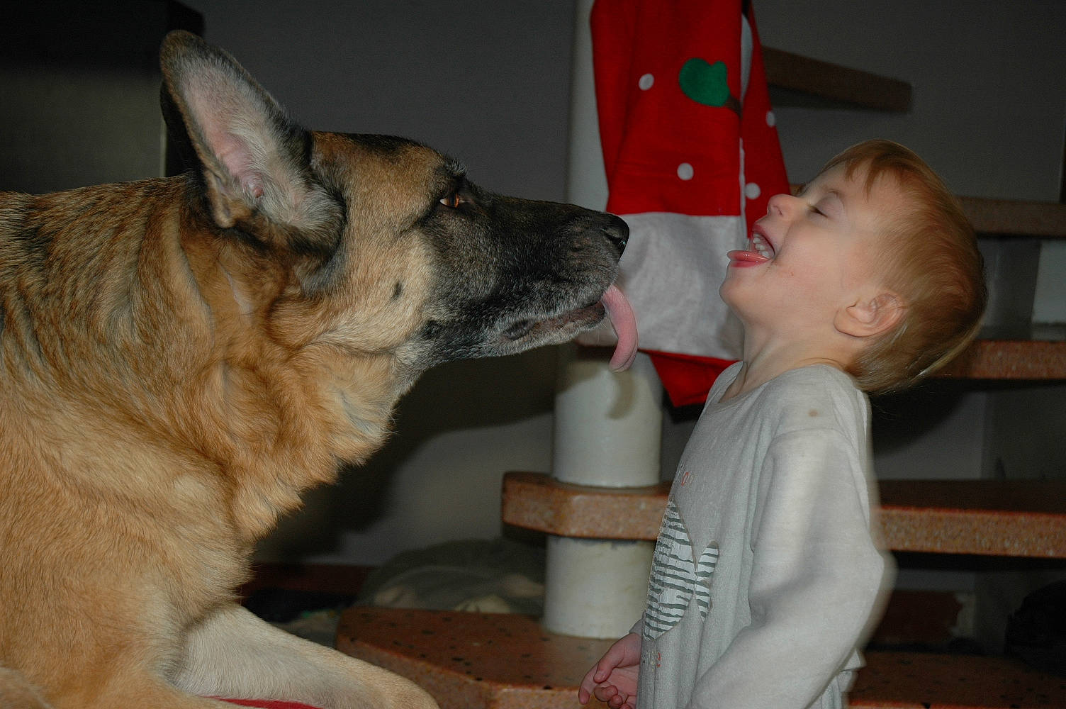 Apache a rejoint le concours — aidez-le/la à gagner de superbes lots ! belgian_shepherd_malinois, canidae, carnivore, czechoslovakian_wolfdog, dog, dog_breed, ear, fawn, german_shepherd_dog, king_shepherd, kunming_wolfdog, mammal, norwegian_elkhound, old_german_shepherd_dog, person, shiloh_shepherd_dog, snout, vertebrate, wolfdog