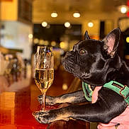 Sir Jj joined the competition — help win amazing prizes! dog, french_bulldog, bar, champagne_glass, glass, counter, paws, green_harness, black_dog, pet, indoor, blurred_background, warm_lighting, animal, canine, close_up, drink, table, human_hand, celebration