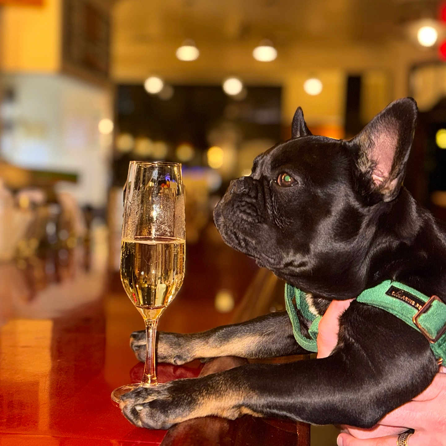 Sir Jj joined the competition — help win amazing prizes! animal, bar, black_dog, blurred_background, canine, celebration, champagne_glass, close_up, counter, dog, drink, french_bulldog, glass, green_harness, human_hand, indoor, paws, pet, table, warm_lighting