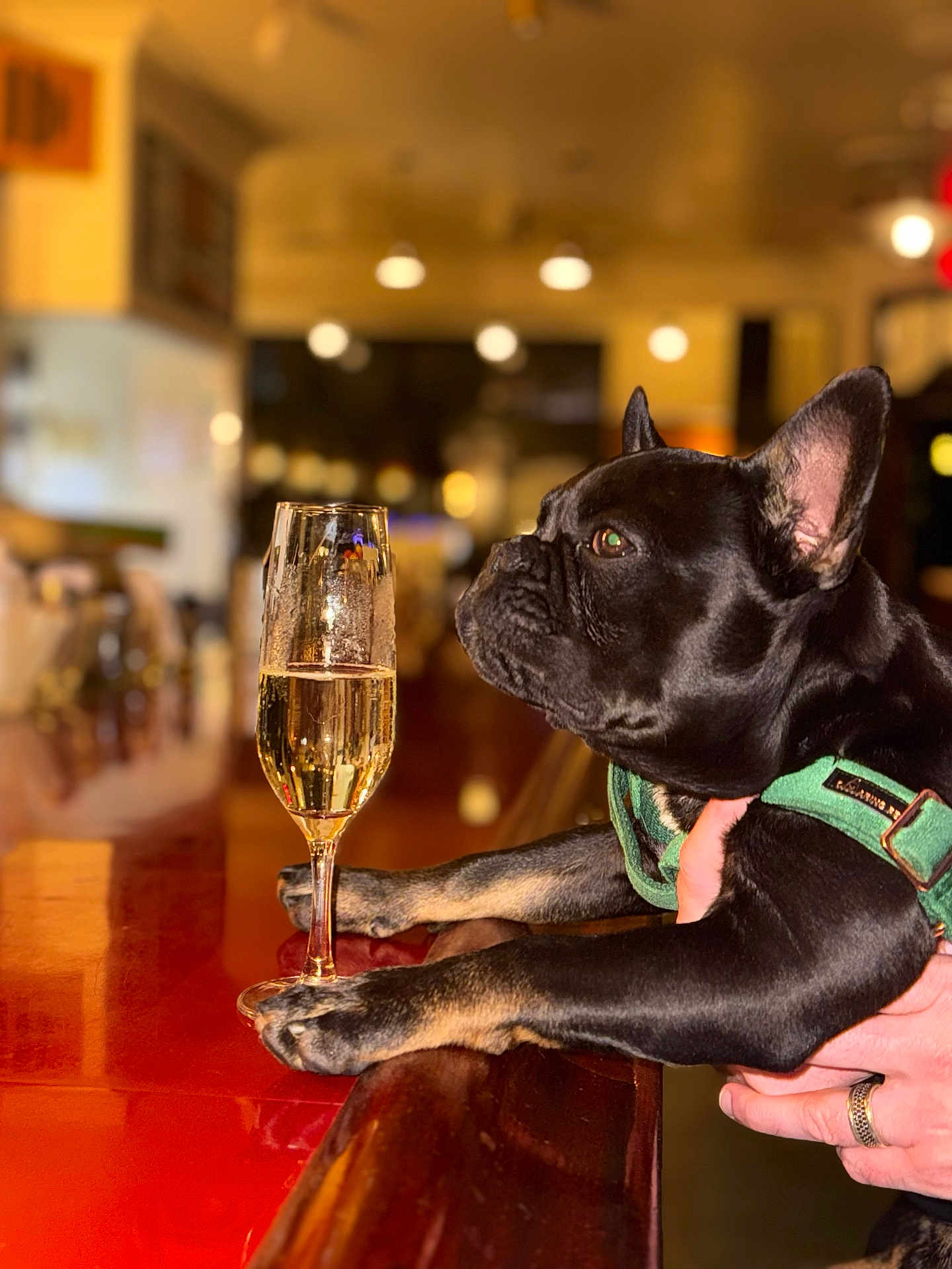 Sir Jj joined the competition — help win amazing prizes! dog, french_bulldog, bar, champagne_glass, glass, counter, paws, green_harness, black_dog, pet, indoor, blurred_background, warm_lighting, animal, canine, close_up, drink, table, human_hand, celebration