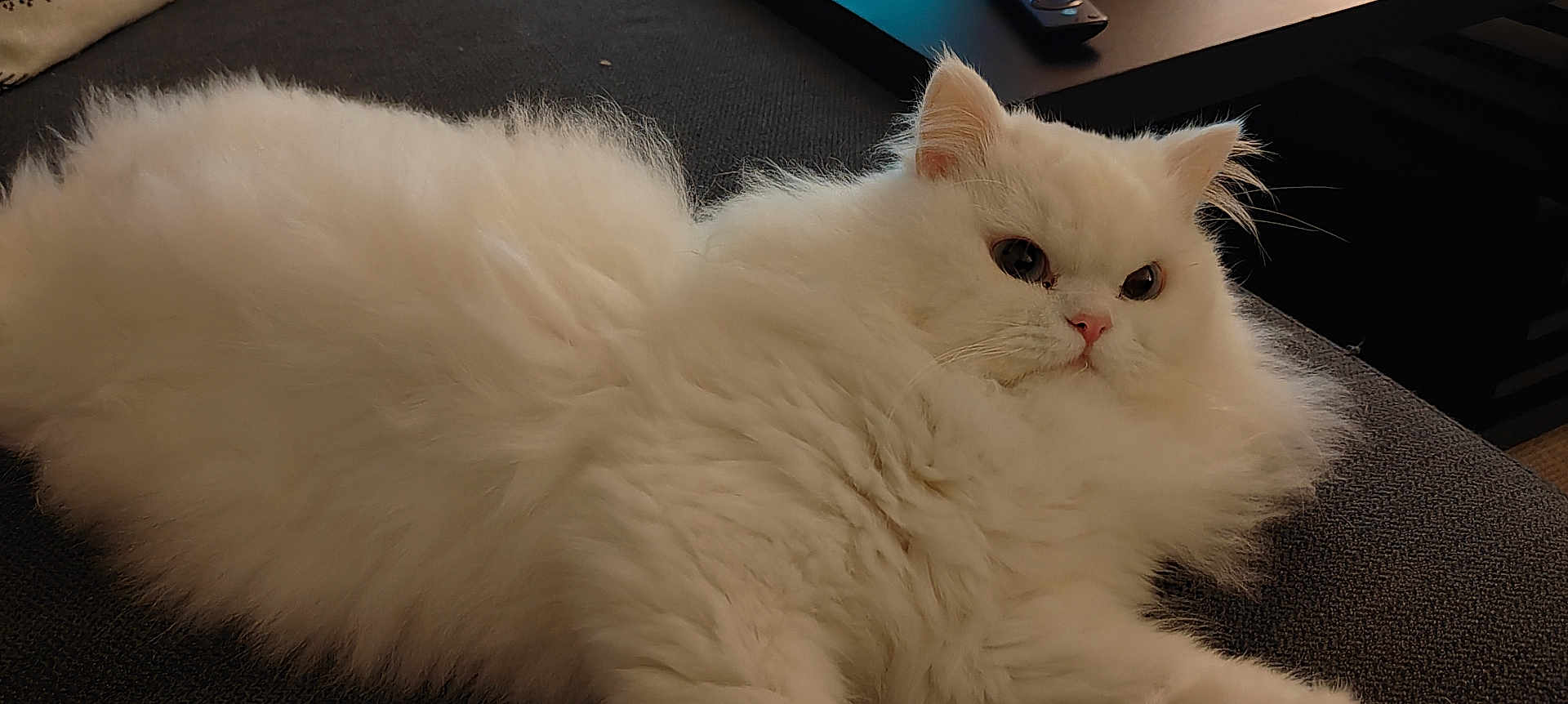 Nalla a rejoint le concours — aidez-le/la à gagner de superbes lots ! cat, white_cat, fluffy, pet, indoor, furniture, sofa, relaxed, animal, mammal, cute, domestic_animal, face, ear, whiskers, fur, resting, closeup, household, living_room