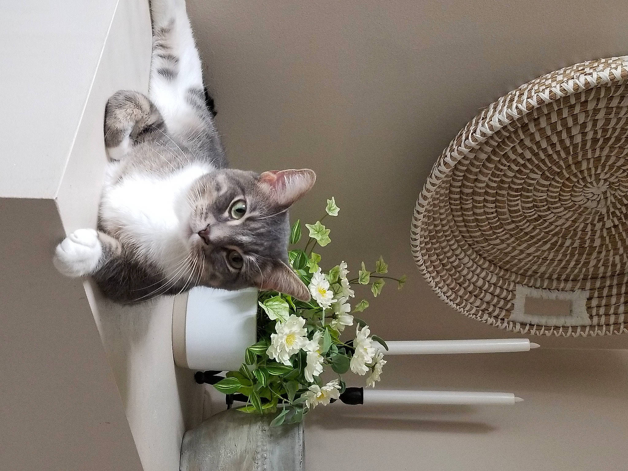 Leo is registered to the contest to win money with this photo: art, artificial_flower, audio_equipment, carnivore, cat, domestic_short_haired_cat, felidae, flower, flower_arranging, flowerpot, grass, grey, houseplant, mesh, petal, plant, small_to_medium_sized_cats, tail, whiskers, window