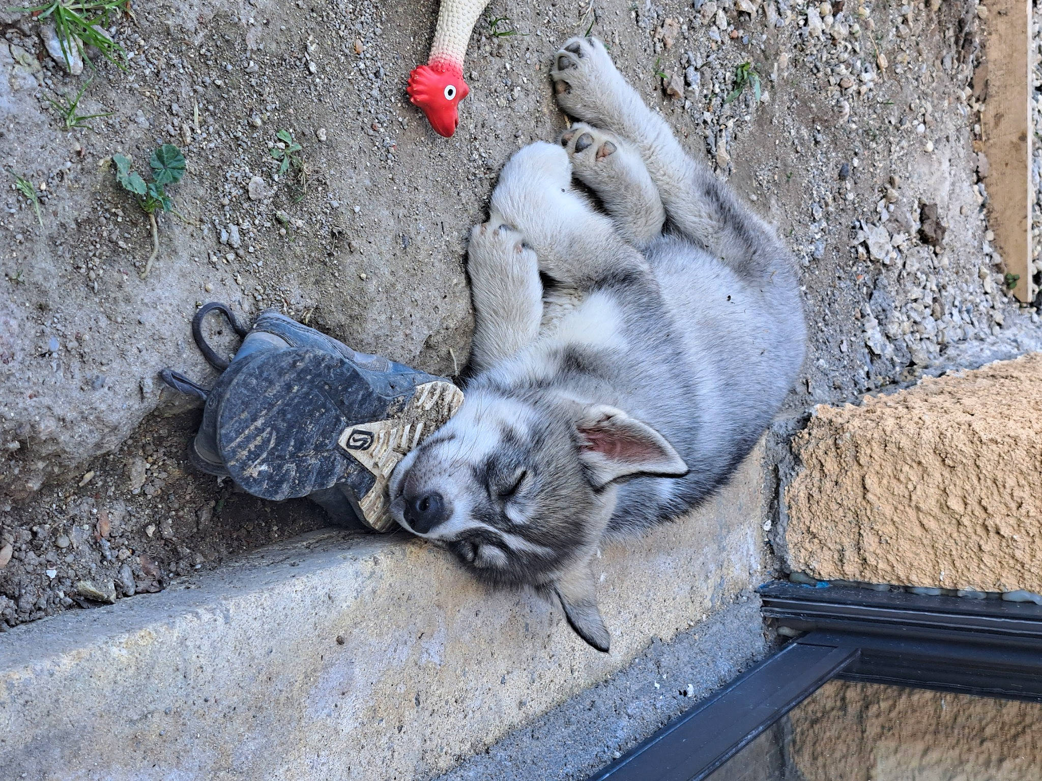 Uky participe au concours pour gagner de l'argent avec cette photo : carnivore, cat, cement, concrete, felidae, foot, fur, paw, road_surface, small_to_medium_sized_cats, soil, tail