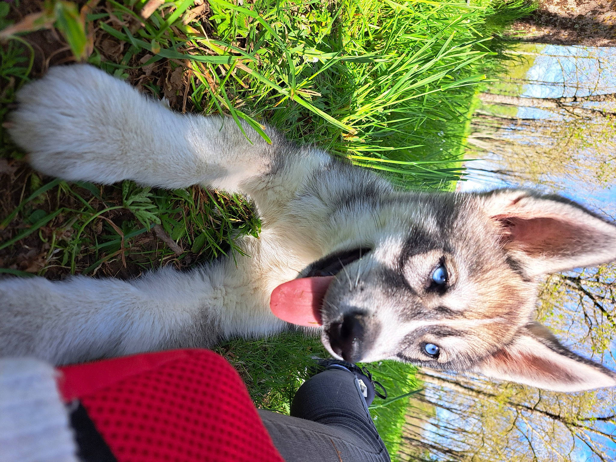Uky participe au concours pour gagner de l'argent avec cette photo : canidae, canis, carnivore, companion_dog, dog, dog_breed, fawn, fur, grass, groundcover, plant, snout, sporting_group, tail, terrestrial_animal, water, whiskers, working_dog