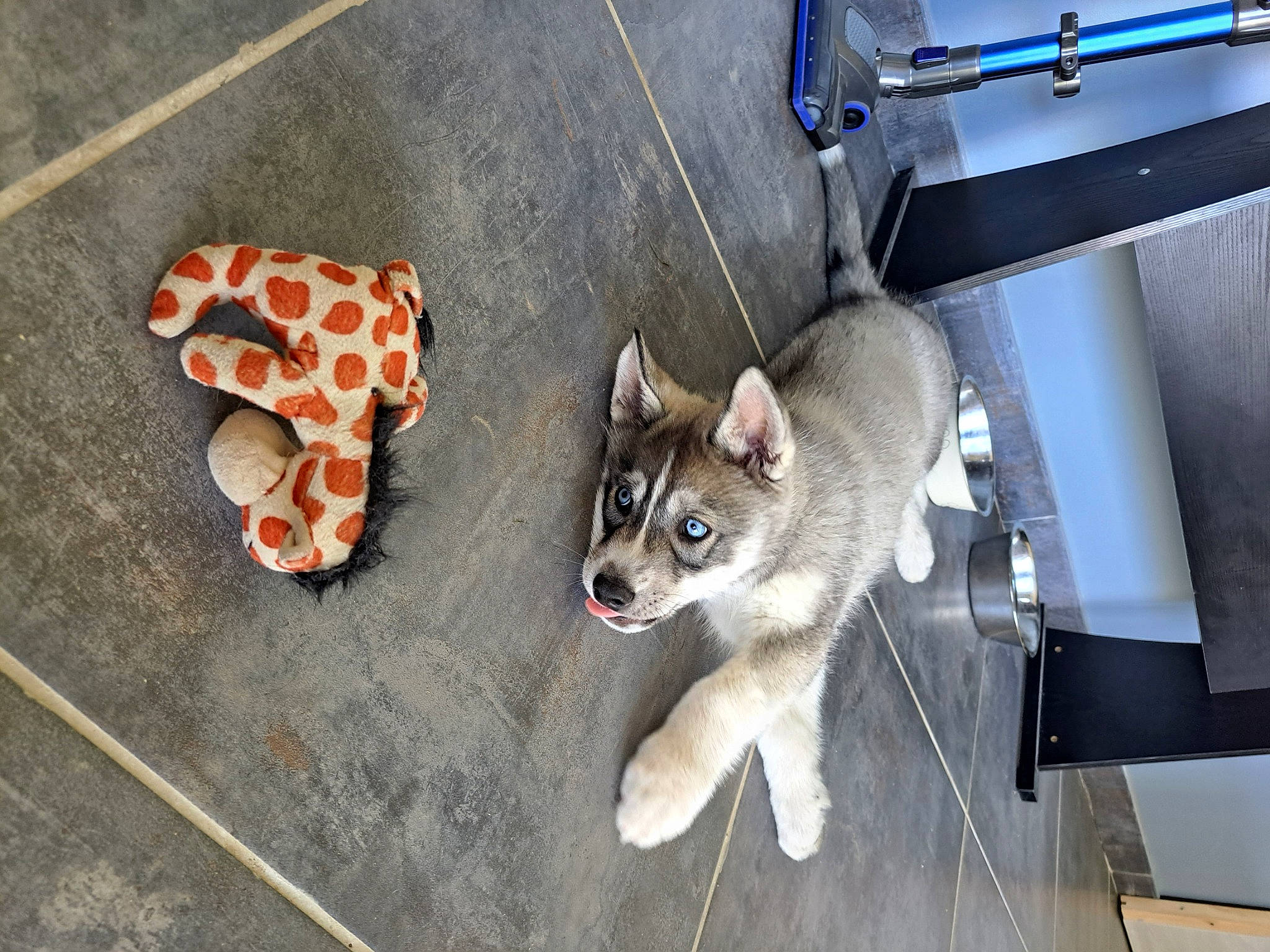 Uky a rejoint le concours — aidez-le/la à gagner de superbes lots ! automotive_tire, canidae, carnivore, cat, collar, companion_dog, dog_breed, domestic_short_haired_cat, fawn, felidae, flooring, fur, grey, metal, paw, small_to_medium_sized_cats, snout, sporting_group, tail, whiskers