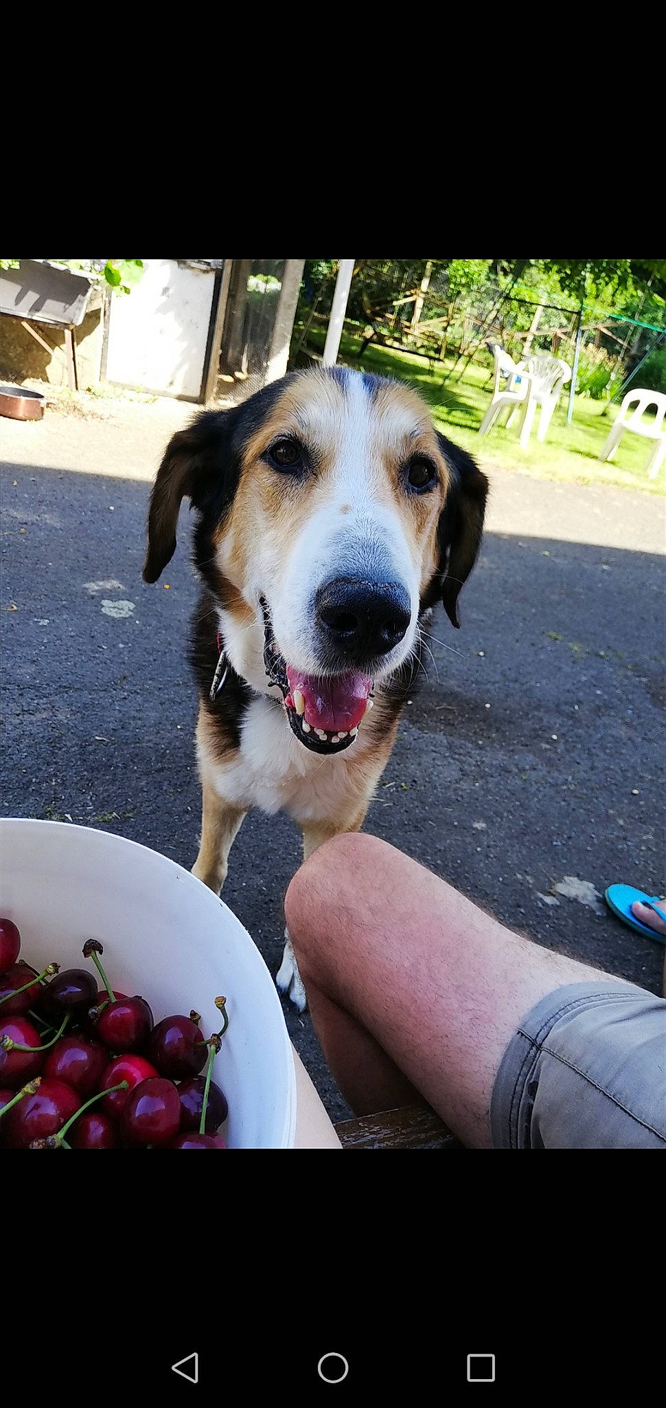 Babouche a rejoint le concours — aidez-le/la à gagner de superbes lots ! canidae, carnivore, dog, dog_breed, food, fruit, plant, snout, street_dog