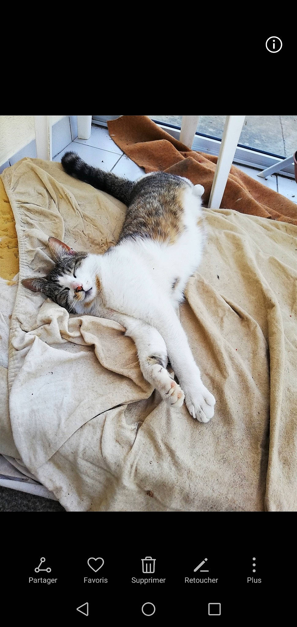 Nesquik participe au concours pour gagner de l'argent avec cette photo : aegean_cat, asian, carnivore, cat, comfort, domestic_short_haired_cat, fawn, felidae, fur, kitten, leg, nap, paw, singapura, small_to_medium_sized_cats, tail, whiskers