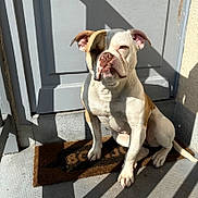 Dolce a rejoint le concours — aidez-le/la à gagner de superbes lots ! animal, brown, bulldog, concrete_floor, daylight, dog, door, doormat, ears, expression, nose, outdoor, paw, pet, portrait, shadow, sitting, sunlight, wall, white