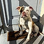animal, brown, bulldog, concrete_floor, daylight, dog, door, doormat, ears, expression, nose, outdoor, paw, pet, portrait, shadow, sitting, sunlight, wall, white