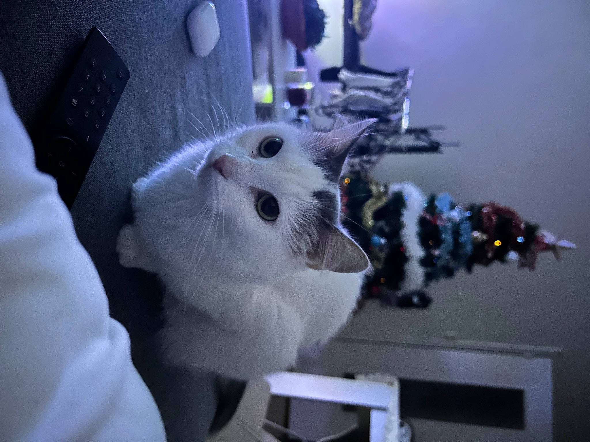 Princesse a rejoint le concours — aidez-le/la à gagner de superbes lots ! carnivore, cat, electrical_wiring, felidae, fur, machine, room, small_to_medium_sized_cats, toy, whiskers