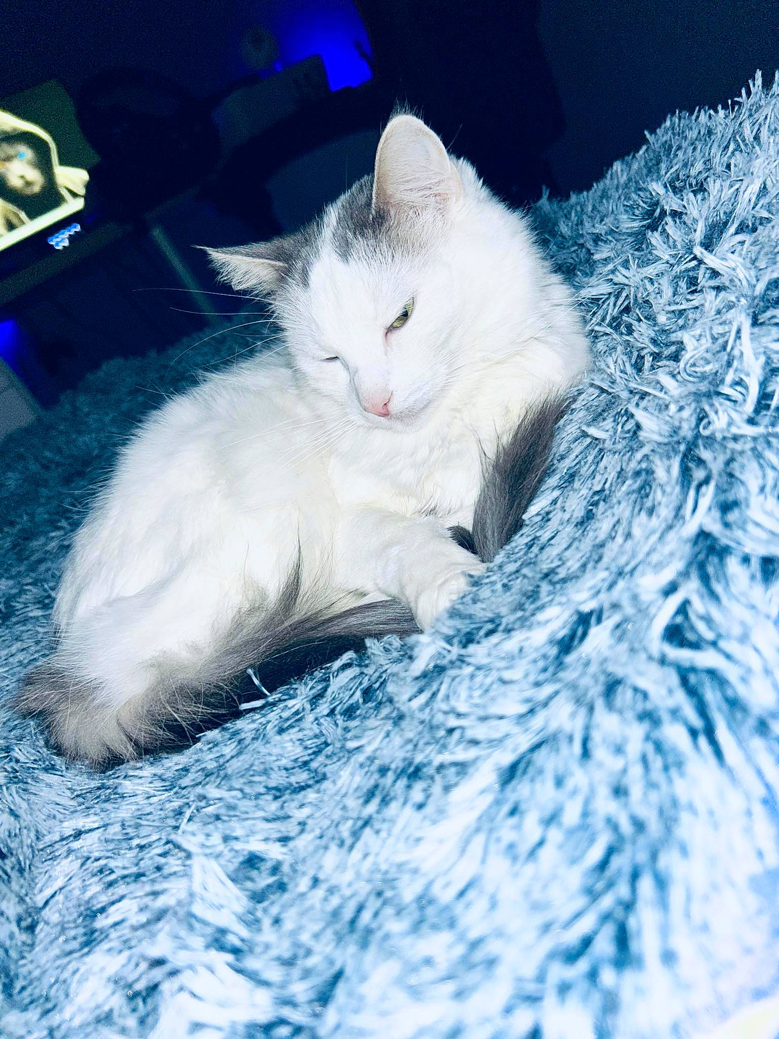 Princesse participe au concours pour gagner de l'argent avec cette photo : birman, carnivore, cat, claw, cloud, comfort, domestic_short_haired_cat, electric_blue, felidae, fur, nap, paw, ragdoll, sky, sleep, small_to_medium_sized_cats, snout, tail, whiskers