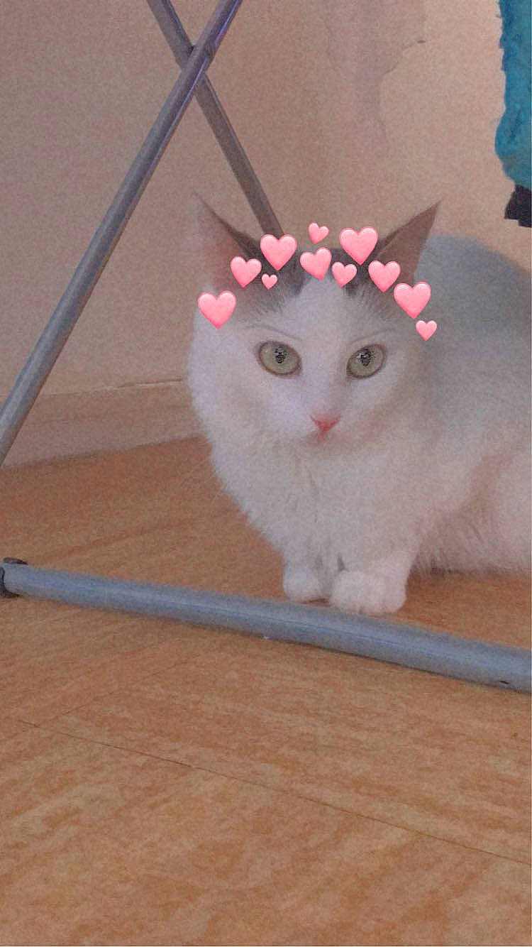 Princesse participe au concours pour gagner de l'argent avec cette photo : carnivore, cat, eye, fashion_accessory, fawn, felidae, fur, hat, jewellery, magenta, paw, petal, plant, shelf, small_to_medium_sized_cats, snout, tail, tiara, whiskers, wood