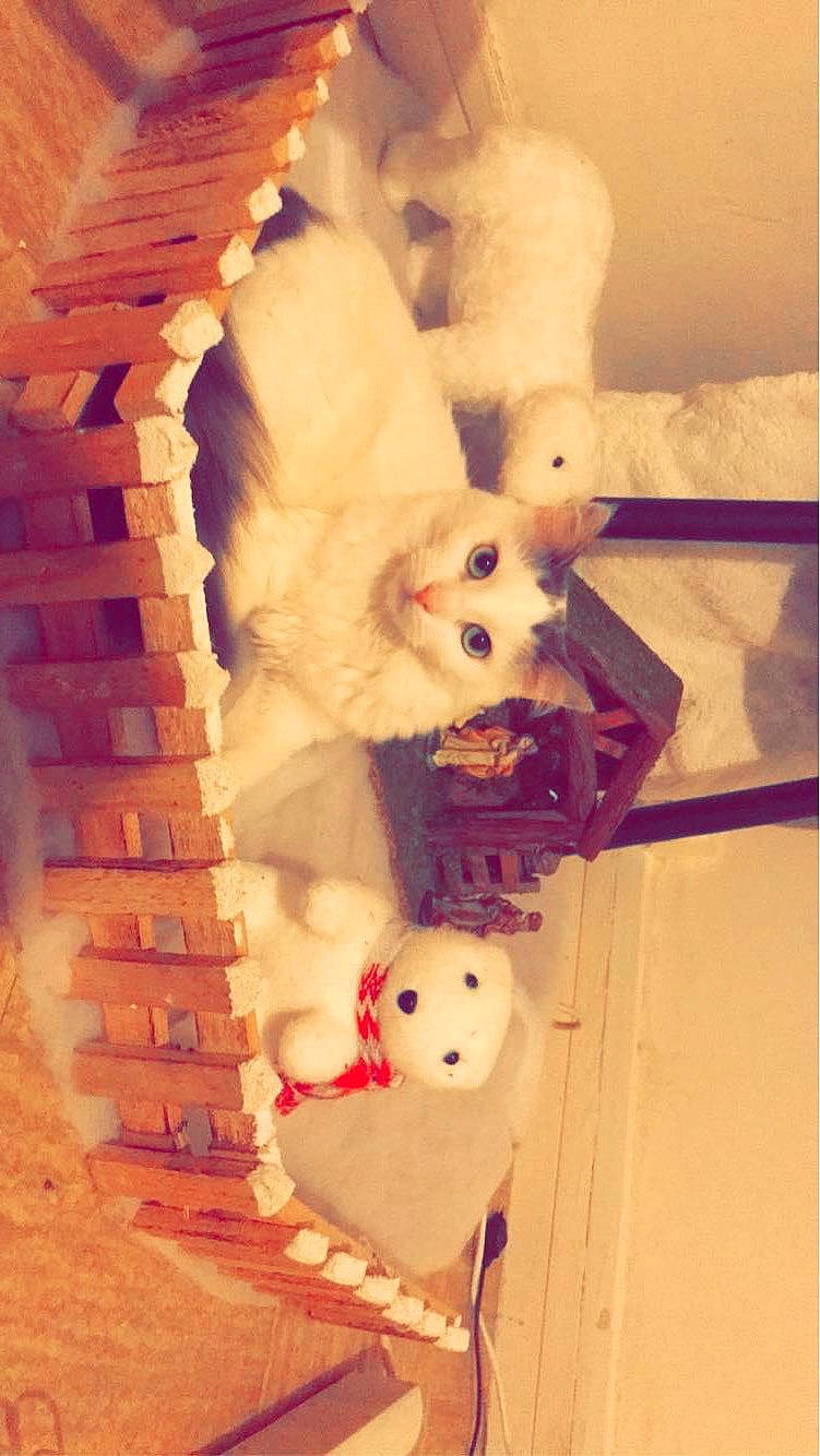 Princesse participe au concours pour gagner de l'argent avec cette photo : art, canidae, carmine, carnivore, companion_dog, dog_breed, fawn, fur, room, stuffed_toy, tail, toy, toy_dog, wood, working_animal