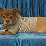 dog, pet, clothing, shirt, blue_couch, indoor, furniture, lying_down, small_dog, brown_fur, canine, domestic_animal, portrait, wearing_clothes, fabric, texture, closeup, animal_face, cute, resting