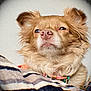 Nala is registered to the contest to win money with this photo: dog, small_dog, fluffy, pet, animal, face, fur, ears, blanket, indoor, close_up, expression, cute, collar, nostrils, snout, whiskers, resting, portrait, cute_pet