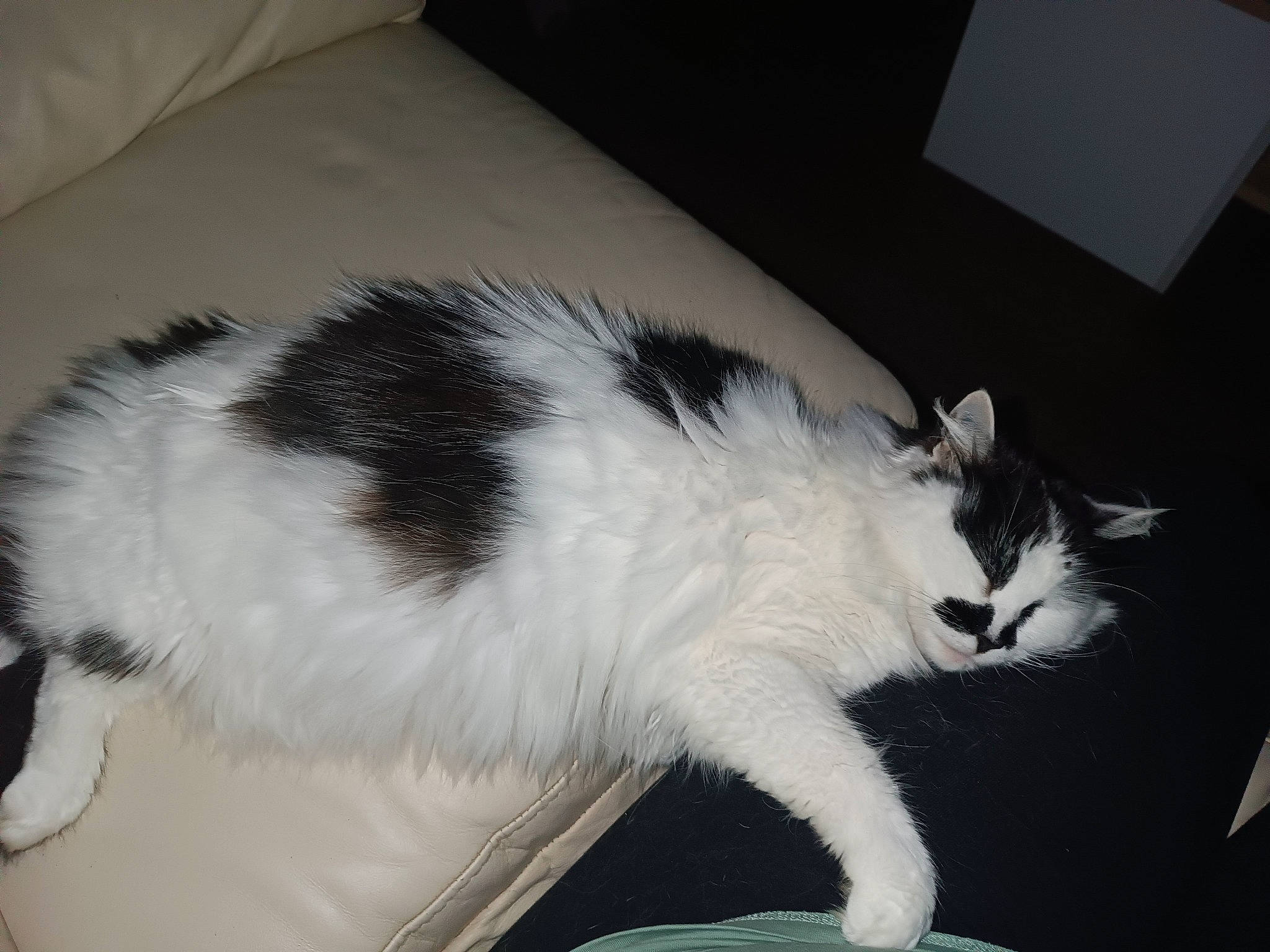 Fifille participe au concours pour gagner de l'argent avec cette photo : carnivore, cat, claw, comfort, domestic_short_haired_cat, felidae, fur, paw, plant, small_to_medium_sized_cats, snout, tail, whiskers, window