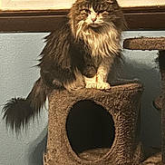 Smores joined the competition — help win amazing prizes! animal, cat, cat_condo, cute, domestic, face, feline, fluffy, fur, home, indoor, looking, mammal, perched, pet, resting, sitting, tail, whiskers, window