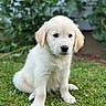Sky a rejoint le concours — aidez-le/la à gagner de superbes lots ! adorable, animal, canine, cute, dog, ears, eyes, face, fluffy, fur, garden, golden_retriever, grass, nature, outdoor, pet, portrait, puppy, sitting, young