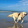 Sky a rejoint le concours — aidez-le/la à gagner de superbes lots ! animal, beach, canine, clouds, daytime, dog, fur, golden_retriever, happy, leash, nature, outdoor, playful, reflection, running, sand, sky, sunny, water, wet_sand