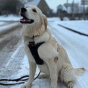 Sky participe au concours pour gagner de l'argent avec cette photo : dog, golden_retriever, harness, snow, winter, outdoor, canine, pet, animal, happy, sitting, leash, road, cold, fur, nature, background, smiling, daytime, rural