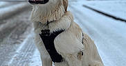 Sky participe au concours pour gagner de l'argent avec cette photo : animal, background, canine, cold, daytime, dog, fur, golden_retriever, happy, harness, leash, nature, outdoor, pet, road, rural, sitting, smiling, snow, winter