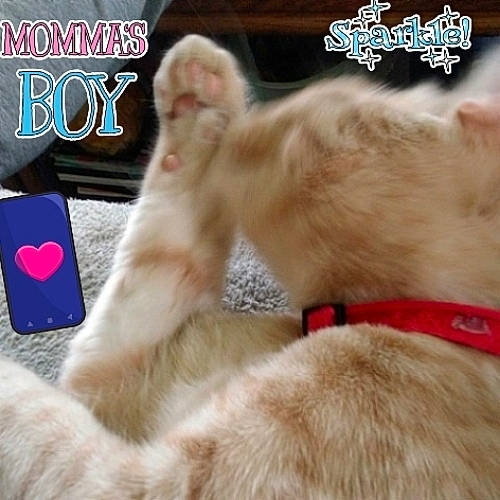 Mottz joined the competition — help win amazing prizes! canidae, carnivore, cat, claw, collar, comfort, companion_dog, dog_breed, ear, fawn, felidae, font, fur, gesture, paw, photo_caption, small_to_medium_sized_cats, snout, tail, whiskers