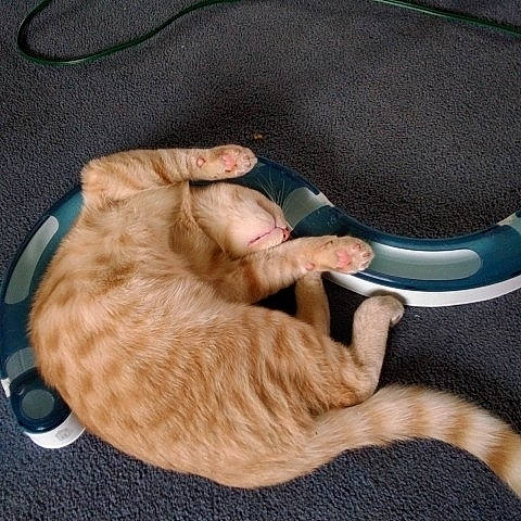 Mottz joined the competition — help win amazing prizes! canidae, carnivore, cat, cat_bed, comfort, companion_dog, dog_breed, domestic_short_haired_cat, fawn, felidae, foot, fur, hardwood, human_leg, paw, small_to_medium_sized_cats, snout, tail, whiskers, wood