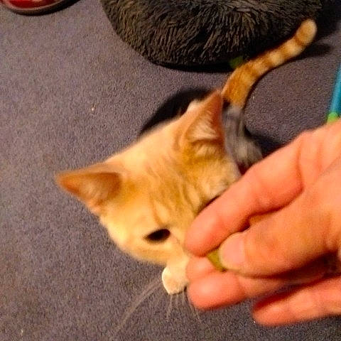 Mottz joined the competition — help win amazing prizes! carnivore, cat, claw, companion_dog, dog_breed, fawn, felidae, flooring, fur, gesture, hardwood, nail, paw, small_to_medium_sized_cats, tail, terrestrial_animal, thumb, toy, whiskers, wood