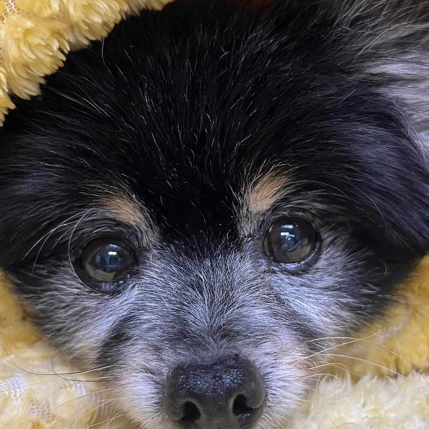 Zinki is registered to the contest to win money with this photo: animal, black_fur, blanket, close_up, cozy, cute, dog, eyes, face, fur, gray_fur, indoors, nose, pet, portrait, snout, soft_texture, warm, whiskers, yellow_blanket