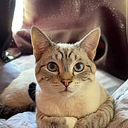 Phantom is registered to the contest to win money with this photo: cat, blue_eyes, indoor, bed, curtain, feline, pet, resting, cozy, fur, whiskers, paws, domestic_animal, looking, closeup, soft_light, striped, relaxed, cute, animal