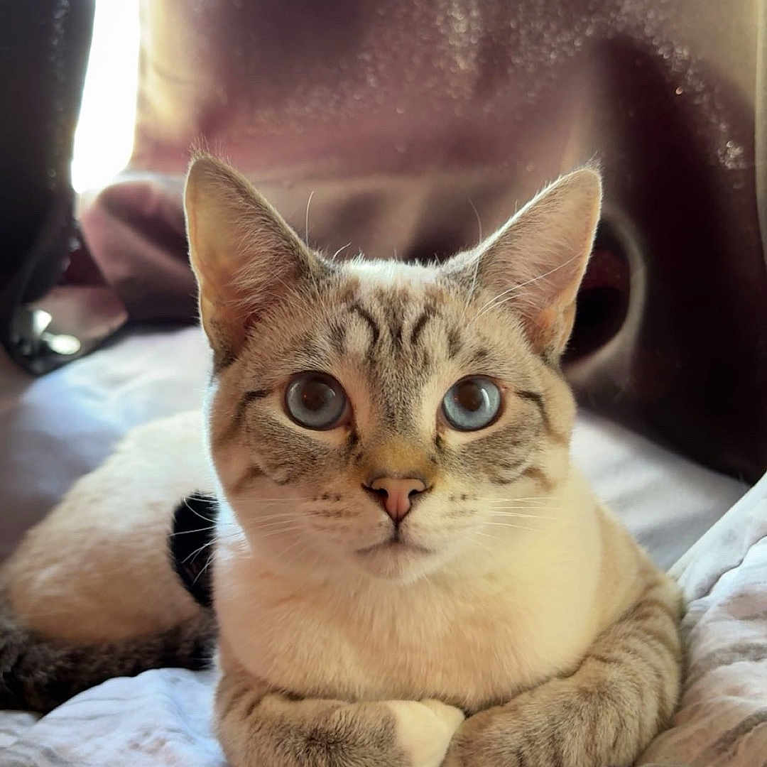 Phantom is registered to the contest to win money with this photo: cat, blue_eyes, indoor, bed, curtain, feline, pet, resting, cozy, fur, whiskers, paws, domestic_animal, looking, closeup, soft_light, striped, relaxed, cute, animal