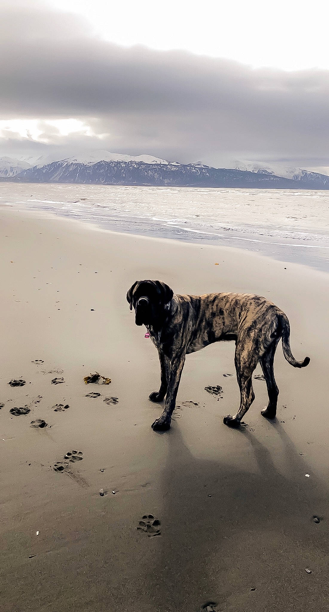 Uga is registered to the contest to win money with this photo: beach, body_of_water, canidae, carnivore, cloud, collar, dog, dog_breed, gun_dog, horizon, landscape, liquid, ocean, sand, sky, sporting_group, tail, water, wind_wave, working_animal