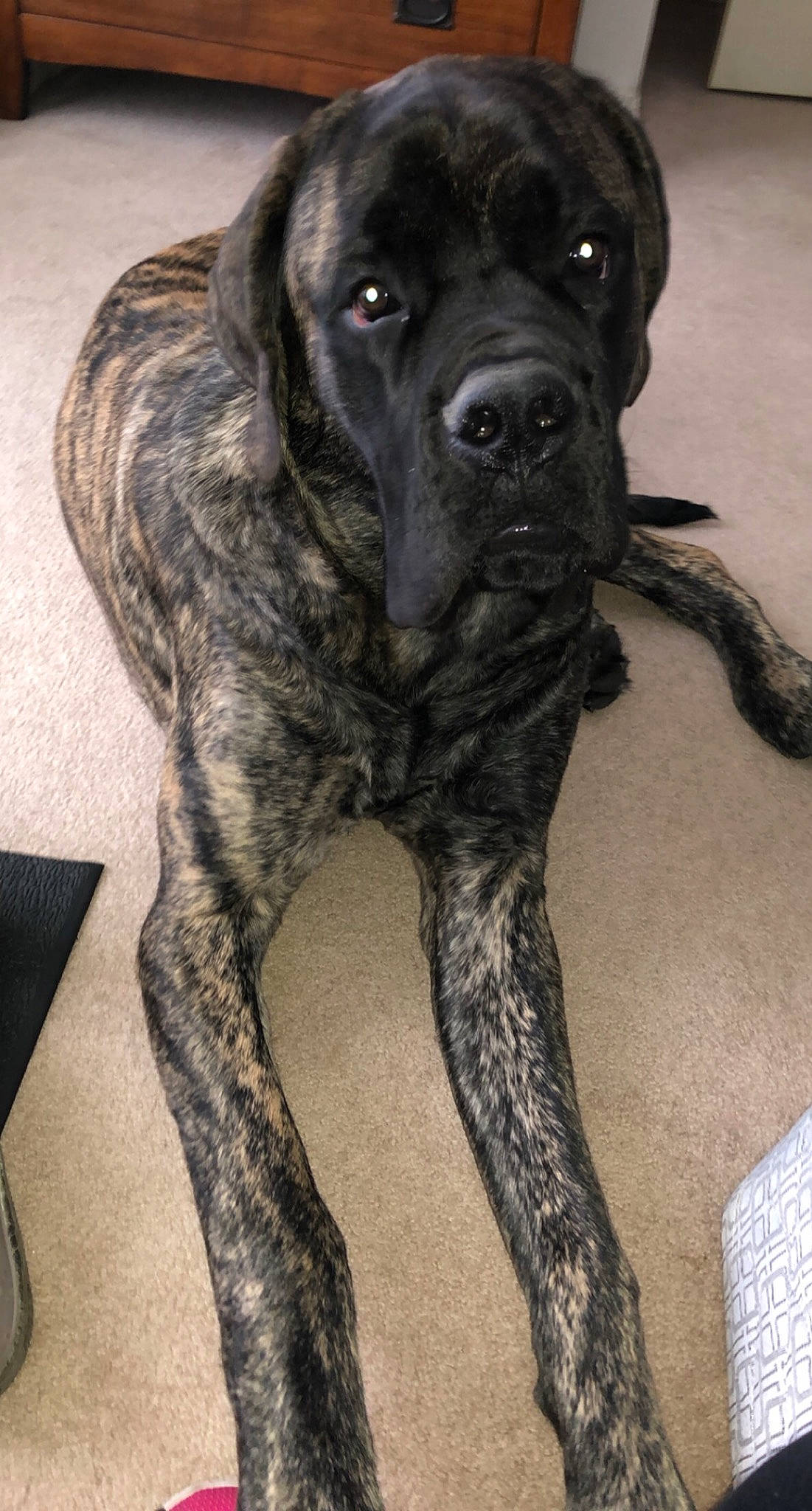 Uga is registered to the contest to win money with this photo: borador, canidae, carnivore, companion_dog, dog, dog_breed, fawn, fur, giant_dog_breed, guard_dog, gun_dog, hunting_dog, liver, newfoundland, non_sporting_group, snout, sporting_group, tail, working_animal, working_dog