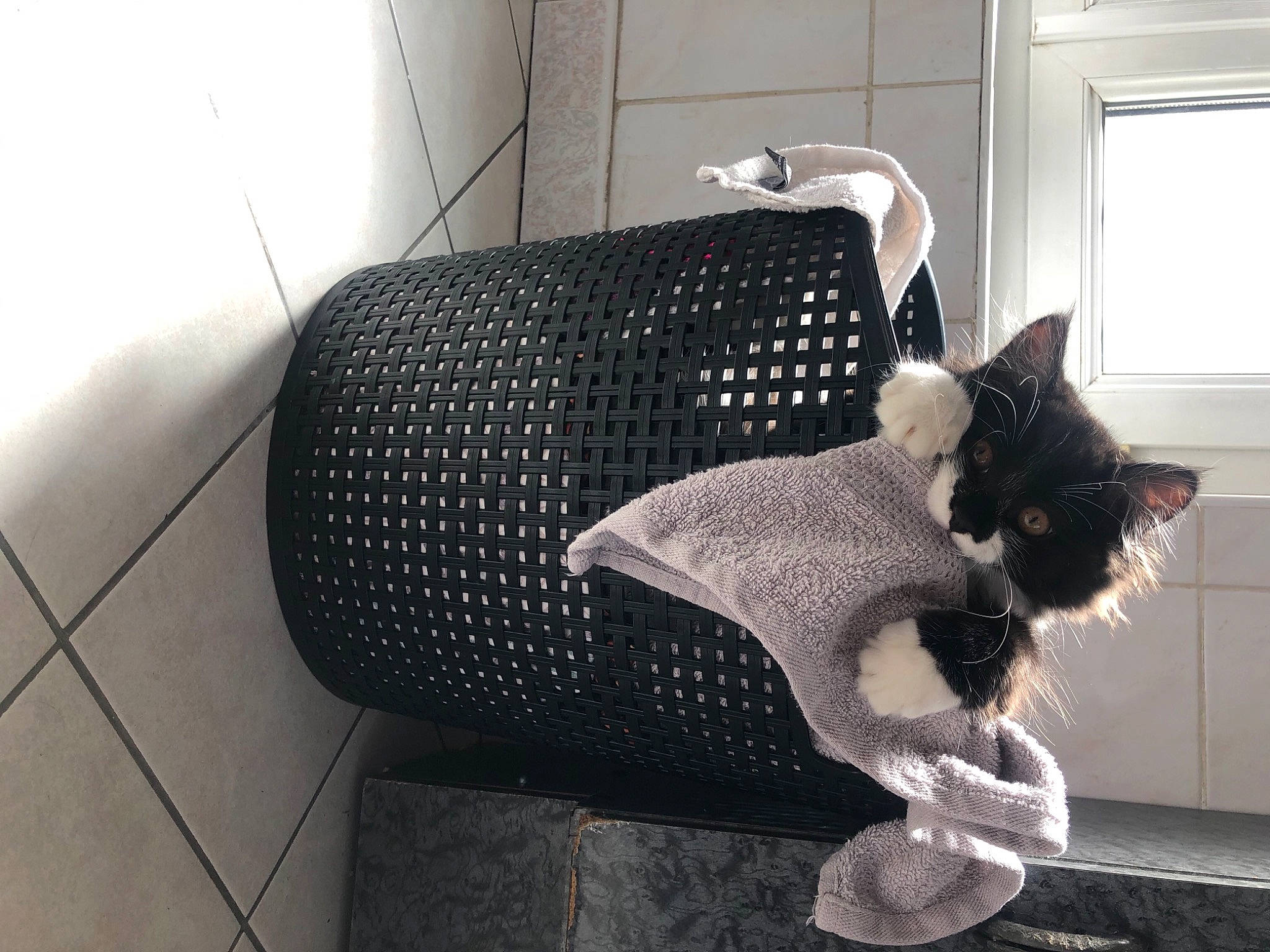 Bruce a rejoint le concours — aidez-le/la à gagner de superbes lots ! art, automotive_tire, carnivore, cat, cat_supply, comfort, couch, felidae, flooring, grey, metal, monochrome, monochrome_photography, pattern, shelf, small_to_medium_sized_cats, tail, whiskers, window, window_treatment