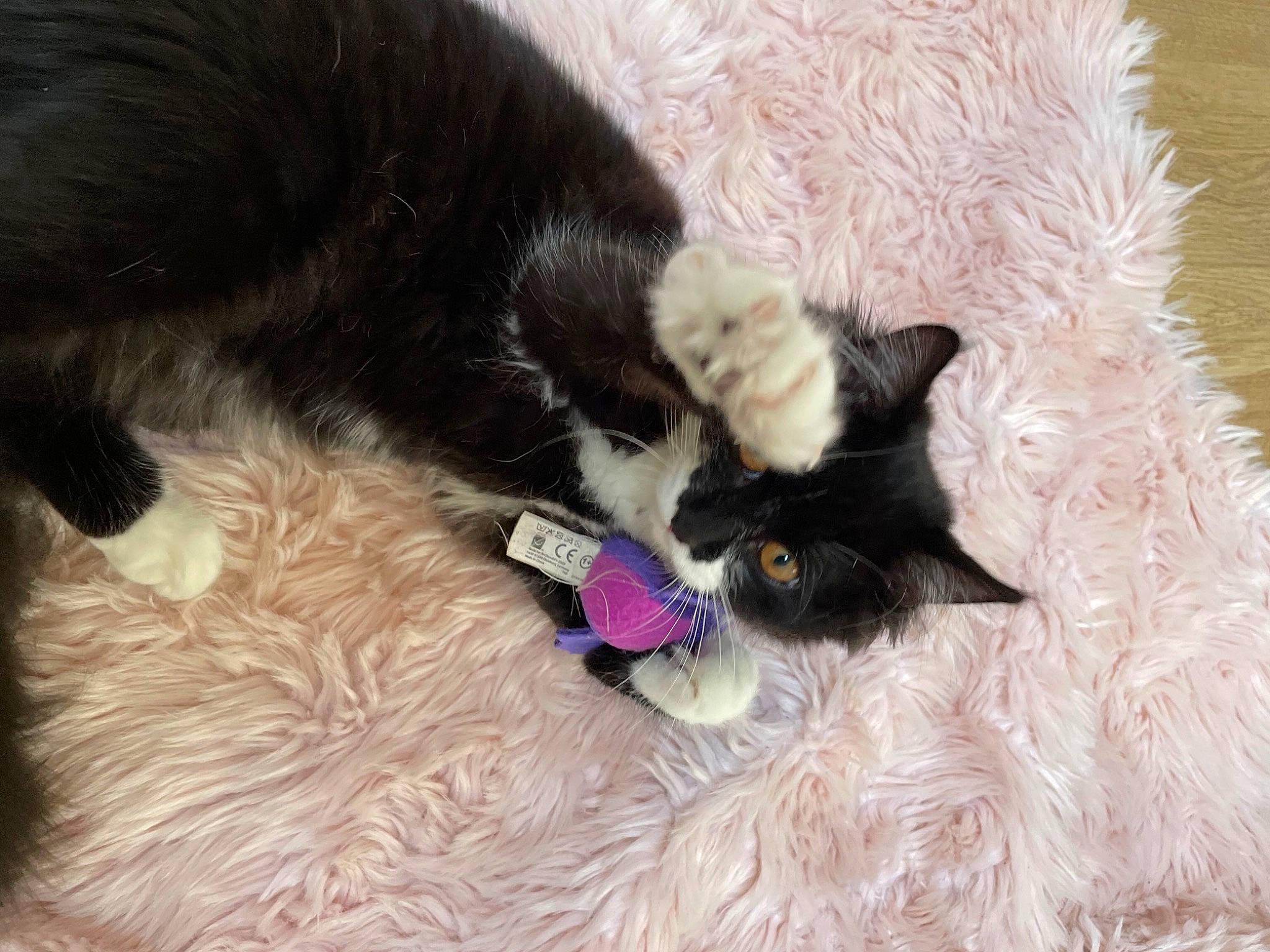 Bruce participe au concours pour gagner de l'argent avec cette photo : black_cat, bombay, canidae, carnivore, cat, cat_toy, claw, comfort, dog_breed, domestic_short_haired_cat, felidae, fur, mammal, paw, small_to_medium_sized_cats, snout, sporting_group, tail, vertebrate, whiskers