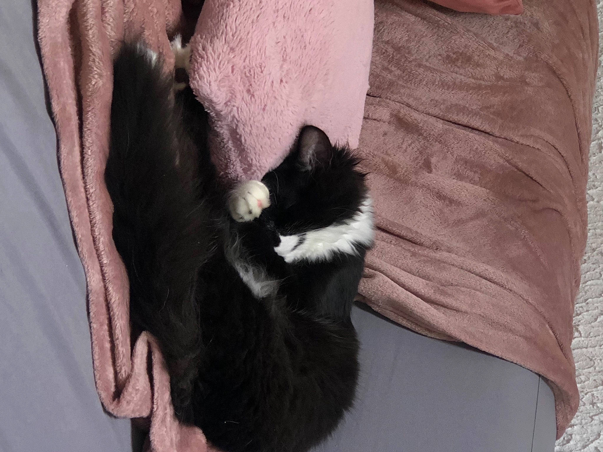 Bruce a rejoint le concours — aidez-le/la à gagner de superbes lots ! carnivore, cat, comfort, dog_breed, dress, felidae, foot, gesture, glove, grey, human_leg, natural_material, sleeve, small_to_medium_sized_cats, snout, tail, textile, thigh, tree, whiskers