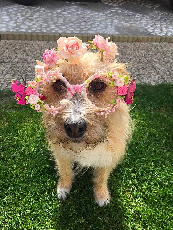 Croquette a rejoint le concours — aidez-le/la à gagner de superbes lots ! canidae, carnivore, companion_dog, dog, dog_breed, dog_collar, fawn, flower, garden, grass, groundcover, petal, plant, shrub, small_terrier, sporting_group, terrier, toy_dog, water_dog, working_animal