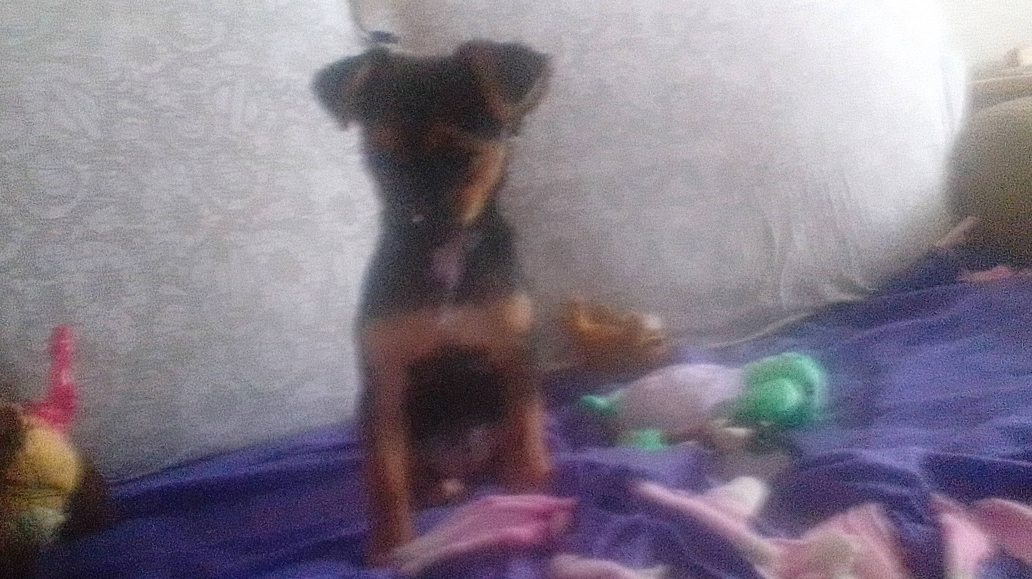 Lucy joined the competition — help win amazing prizes! art, artist, carnivore, dog, dog_breed, paint, painting, tail, visual_arts