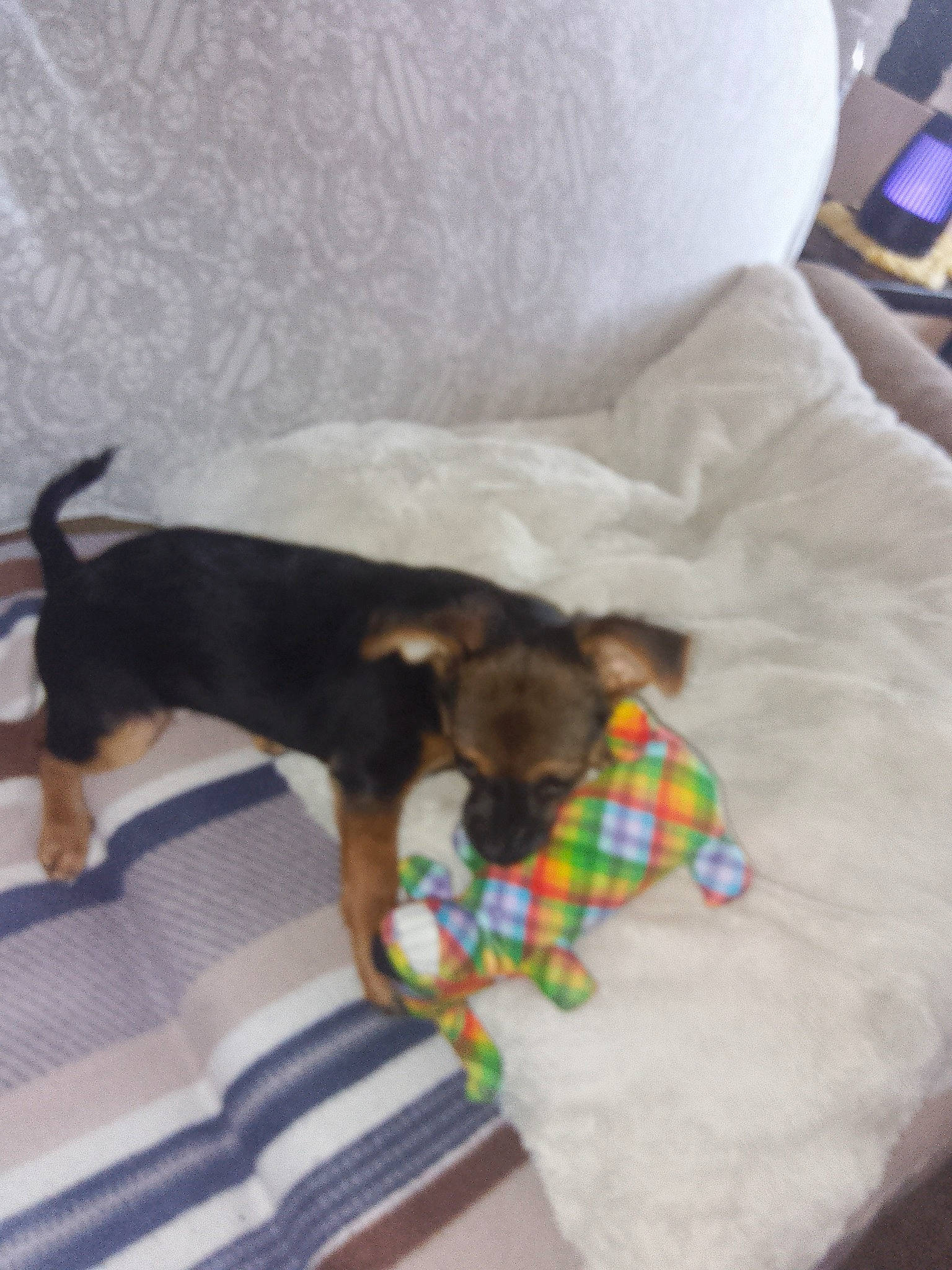 Lucy joined the competition — help win amazing prizes! bed, canidae, carnivore, comfort, companion_dog, couch, dog, dog_breed, dog_supply, fawn, flooring, guard_dog, linens, pet_supply, pinscher, room, sporting_group, tail, toy_dog, working_animal