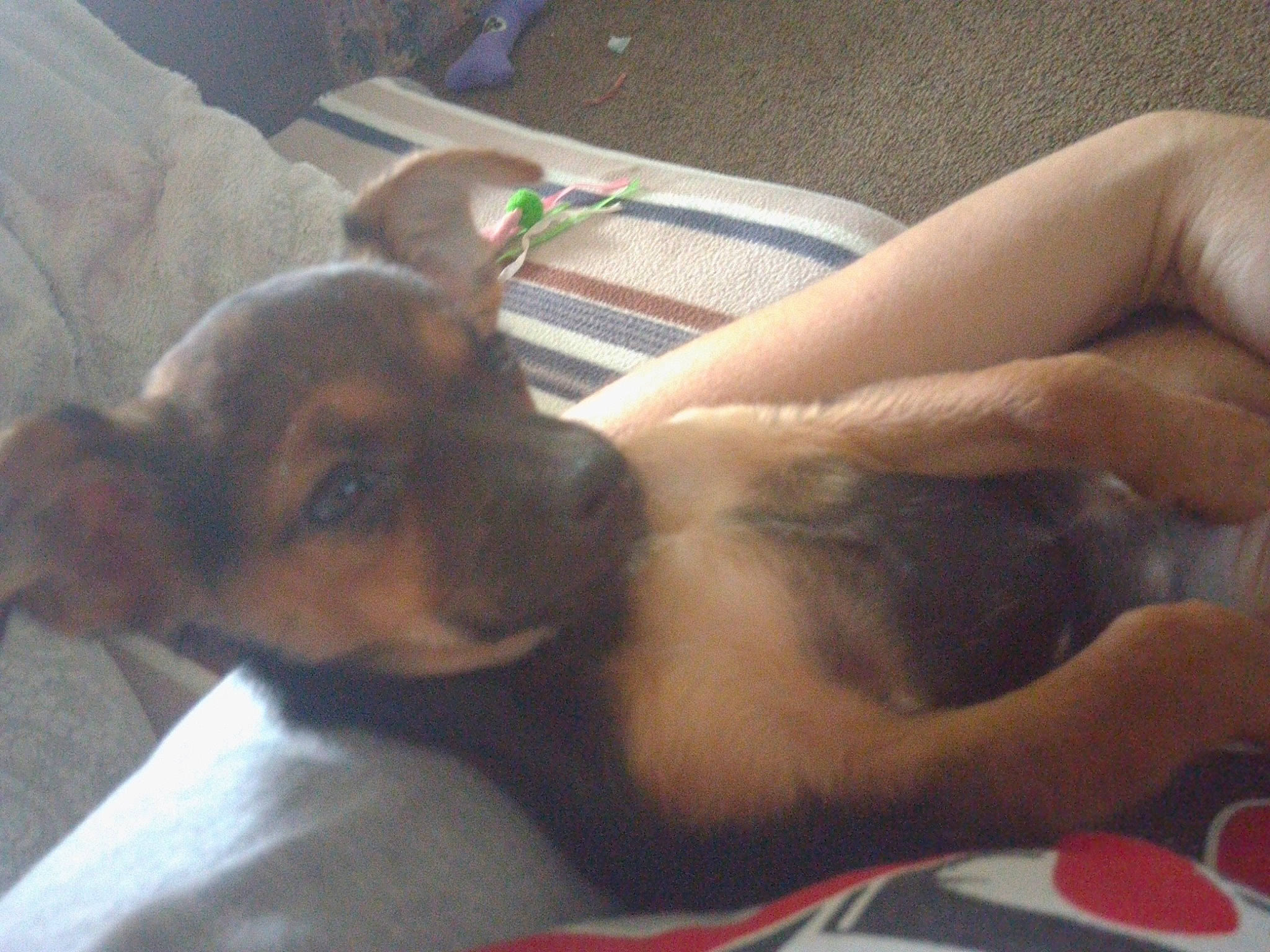 Lucy is registered to the contest to win money with this photo: canidae, carnivore, chest, comfort, companion_dog, dog, dog_breed, ear, elbow, fawn, fur, german_shepherd_dog, guard_dog, human_leg, paw, snout, toy_dog, whiskers, working_animal, working_dog