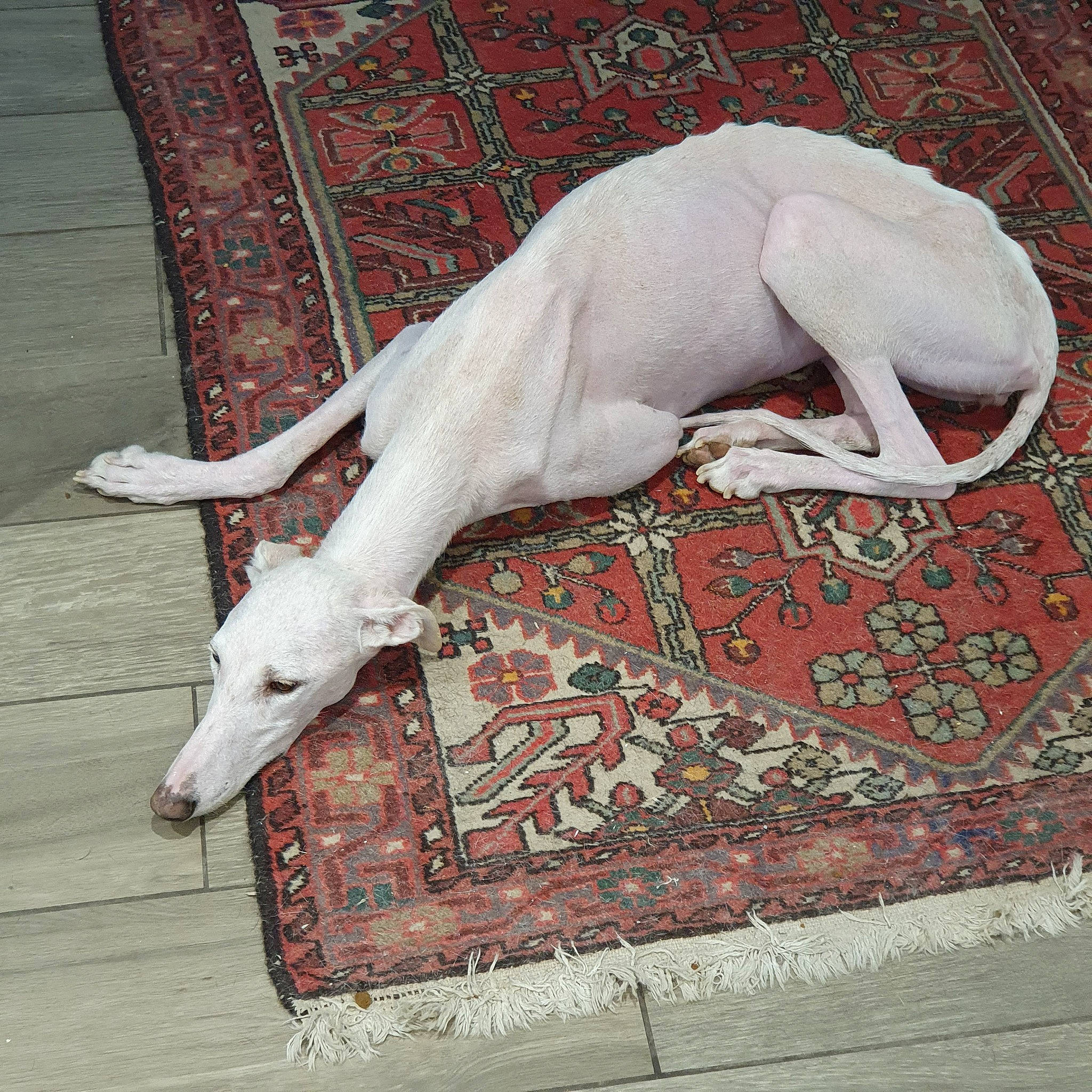 Nube Princesse Des Neiges