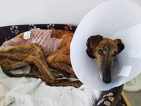 Nube Princesse Des Neiges participe au concours pour gagner de l'argent avec cette photo : carnivore, companion_dog, dog, dog_breed, dog_supply, fawn, fur, ingredient, linens, pet_supply, serveware, snout, sporting_group, table, tableware, tail, terrestrial_animal, whiskers, wood, working_animal