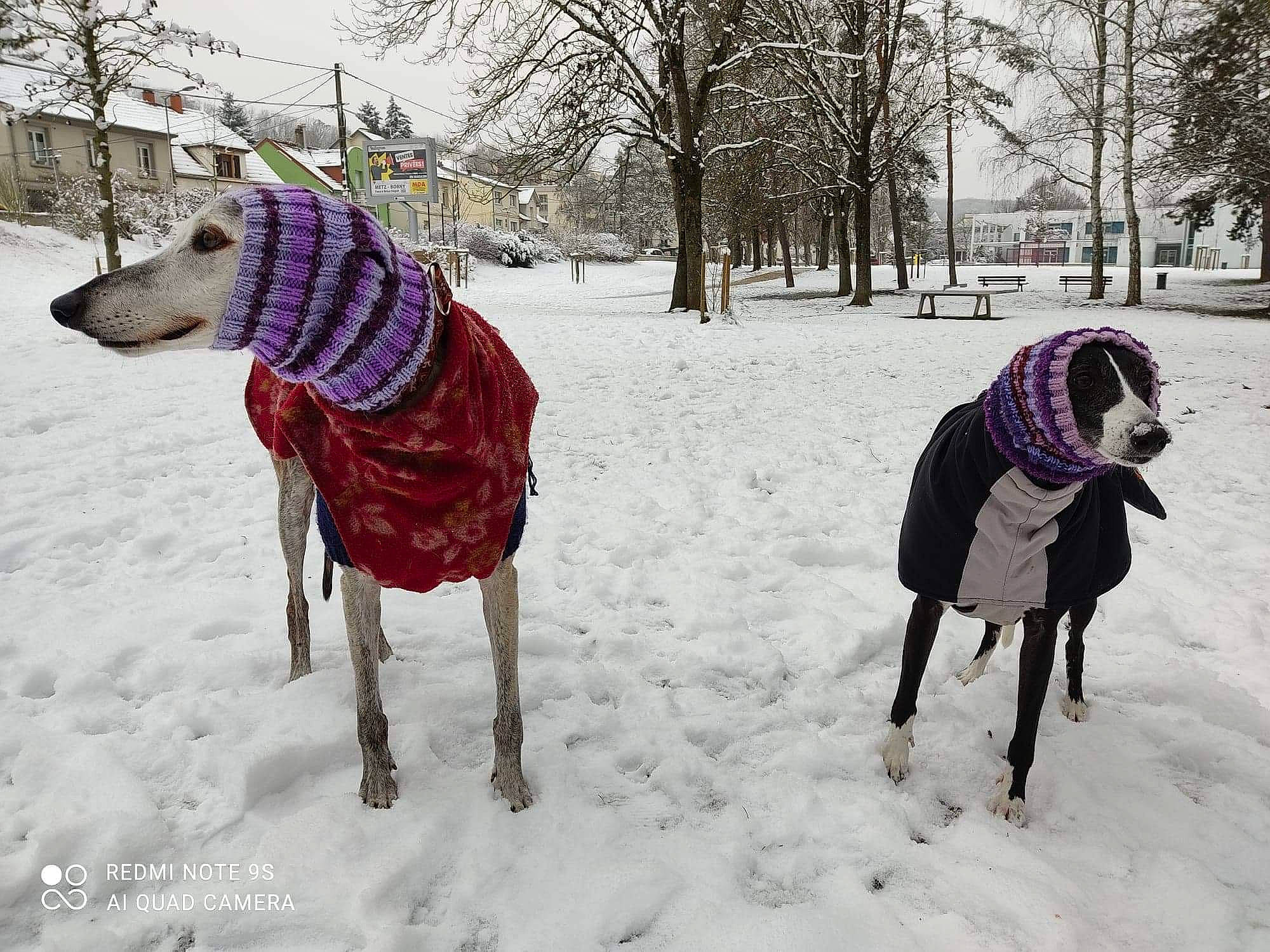 Selda participe au concours pour gagner de l'argent avec cette photo : art, canidae, carnivore, dog, dog_breed, dog_supply, event, fawn, freezing, frost, fun, magenta, precipitation, recreation, snout, snow, sporting_group, tree, winter, working_animal