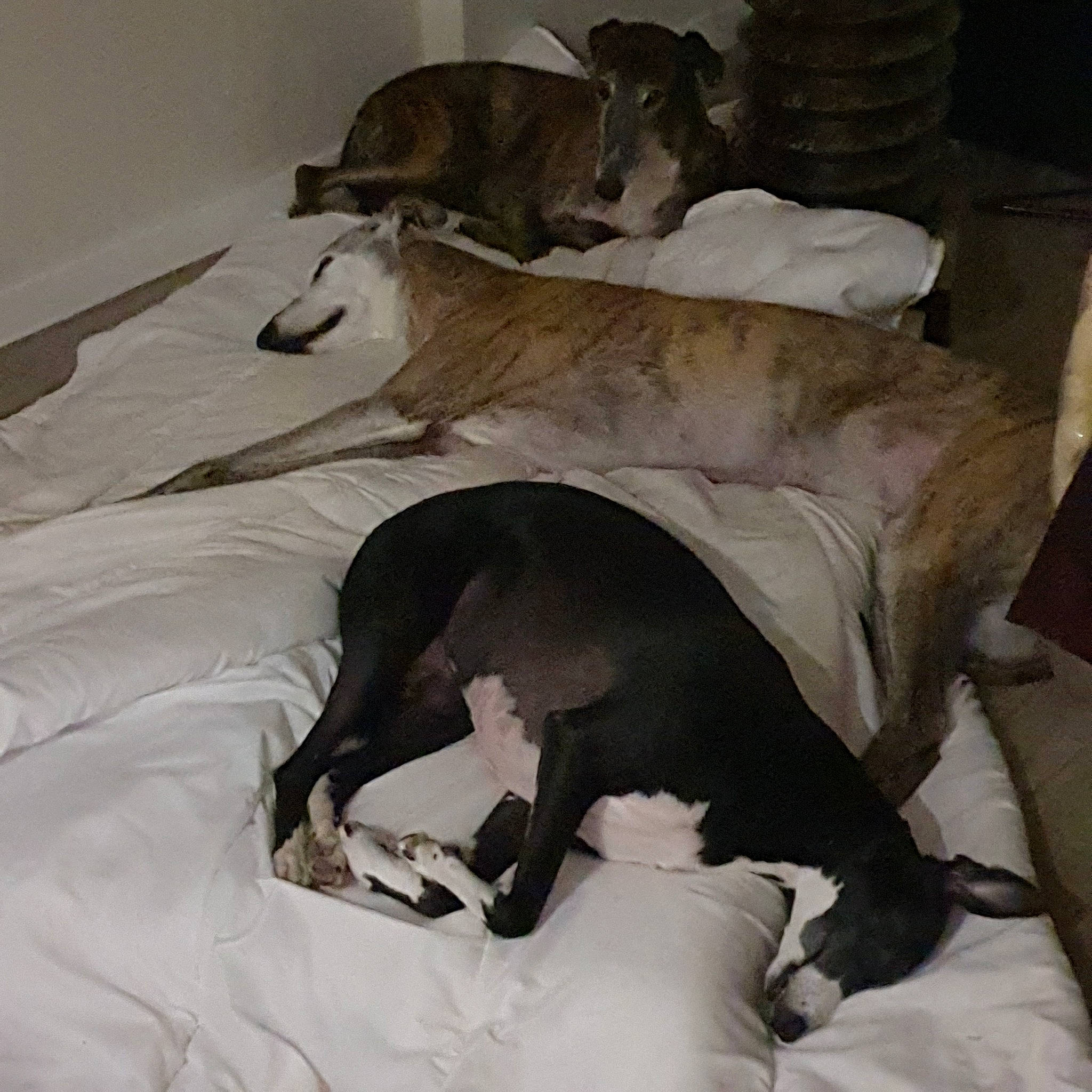 Selda a rejoint le concours — aidez-le/la à gagner de superbes lots ! bed, bed_sheet, bedding, bedroom, brown, canidae, carnivore, comfort, companion_dog, dog, dog_breed, fawn, flooring, grey, hardwood, linens, room, sporting_group, tail, working_animal