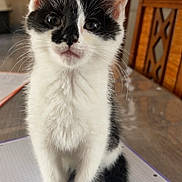 Opale participe au concours pour gagner de l'argent avec cette photo : kitten, cat, black_and_white, fur, whiskers, ears, eyes, paws, tail, indoor, table, notebook, graph_paper, wooden_chair, curious, pet, cute, animal, sitting, fur_pattern