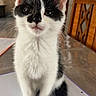 kitten, cat, black_and_white, fur, whiskers, ears, eyes, paws, tail, indoor, table, notebook, graph_paper, wooden_chair, curious, pet, cute, animal, sitting, fur_pattern