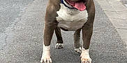 Gueko participe au concours pour gagner de l'argent avec cette photo : dog, pitbull, leash, pavement, outdoor, grass, walking, pet, canine, tongue_out, happy, muscular, standing, collar, sidewalk, daytime, animal, mammal, friendly, domestic