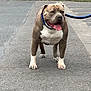 dog, pitbull, leash, pavement, outdoor, grass, walking, pet, canine, tongue_out, happy, muscular, standing, collar, sidewalk, daytime, animal, mammal, friendly, domestic