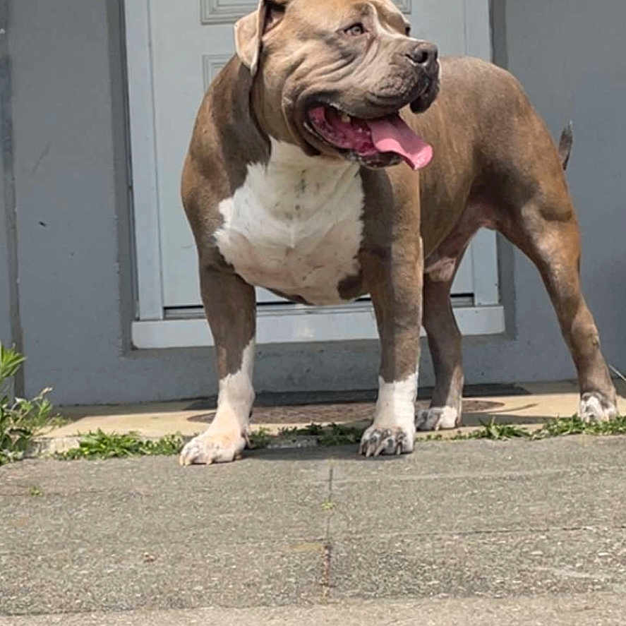 Gueko