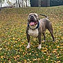 Gueko a rejoint le concours — aidez-le/la à gagner de superbes lots ! dog, canine, pet, outdoor, autumn, fall_leaves, grass, trees, nature, happy, tongue_out, collar, mammal, animal, walking, smiling, playful, park, daytime, friendly